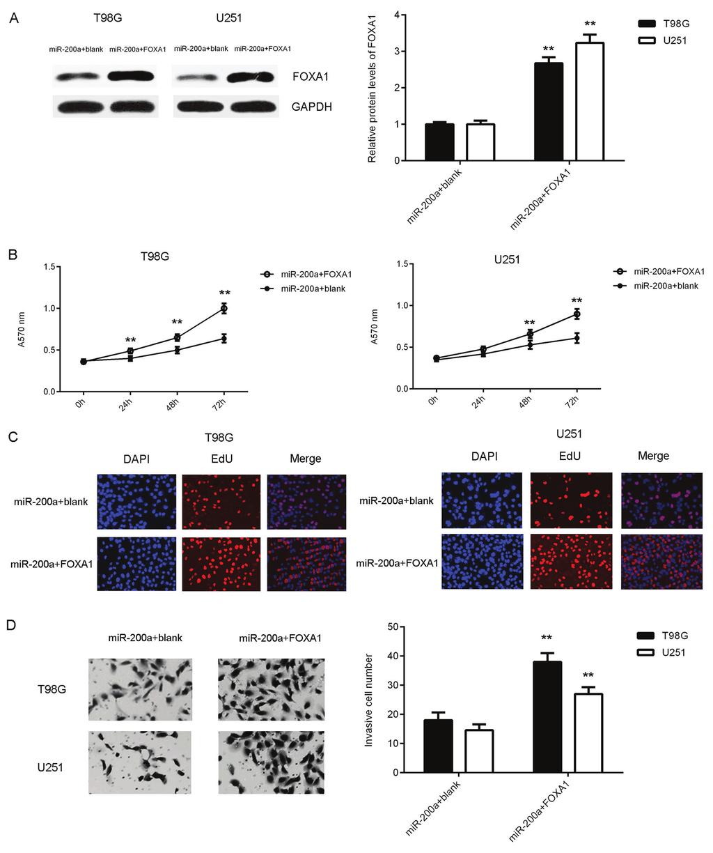 8 CHEN et al: mir-200a INHIBITS GLIOMA VIA FOXA1 Figure 6. T98G and U251 cells which overexpressed mir 200a were transfected with a FOXA1 expression plasmid or blank vector.