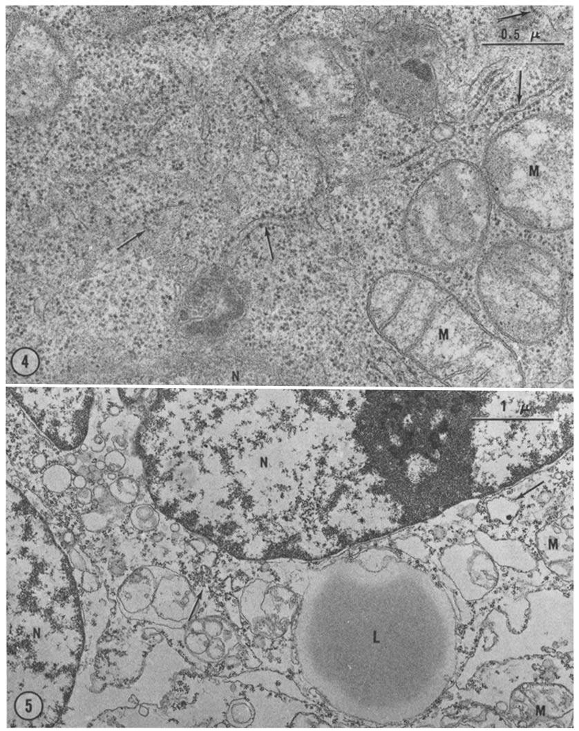 FIGURE 4 Appearance of intact cell 10 min after addition of nutrients to suspension of starved cells.