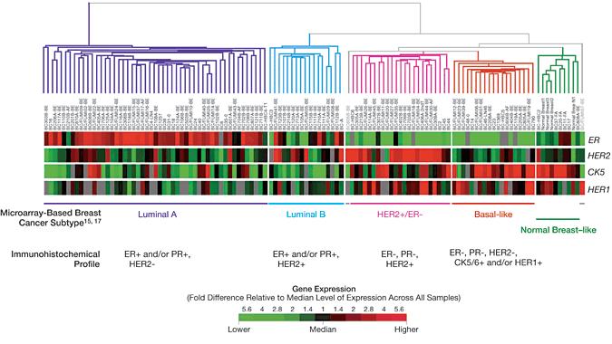 Molecular Profile of BC Subtypes Carey, L. A. et al.