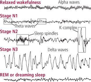 NON RAPID EYE MOVEMENT SLEEP NON REM STAGE 3: Muscles relax BP & breathing rate drop Deepest