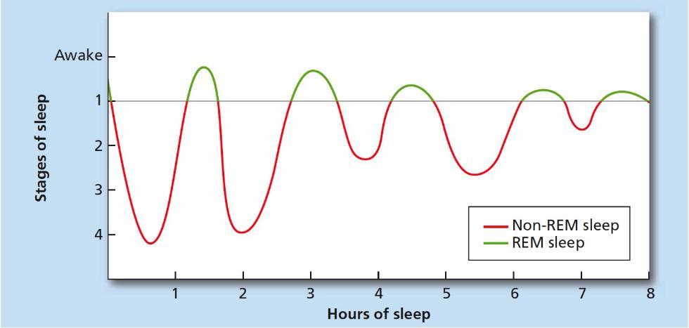 CYCLES OF SLEEP Body alternates between the two main sleep cycles; REM and NON REM Usually when one first falls asleep he will go into NON REM sleep which can actually be broken down into 4 stages