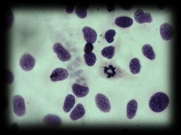 MITOSIS IN TISSUE CULTURE Permanent slide: specimen from