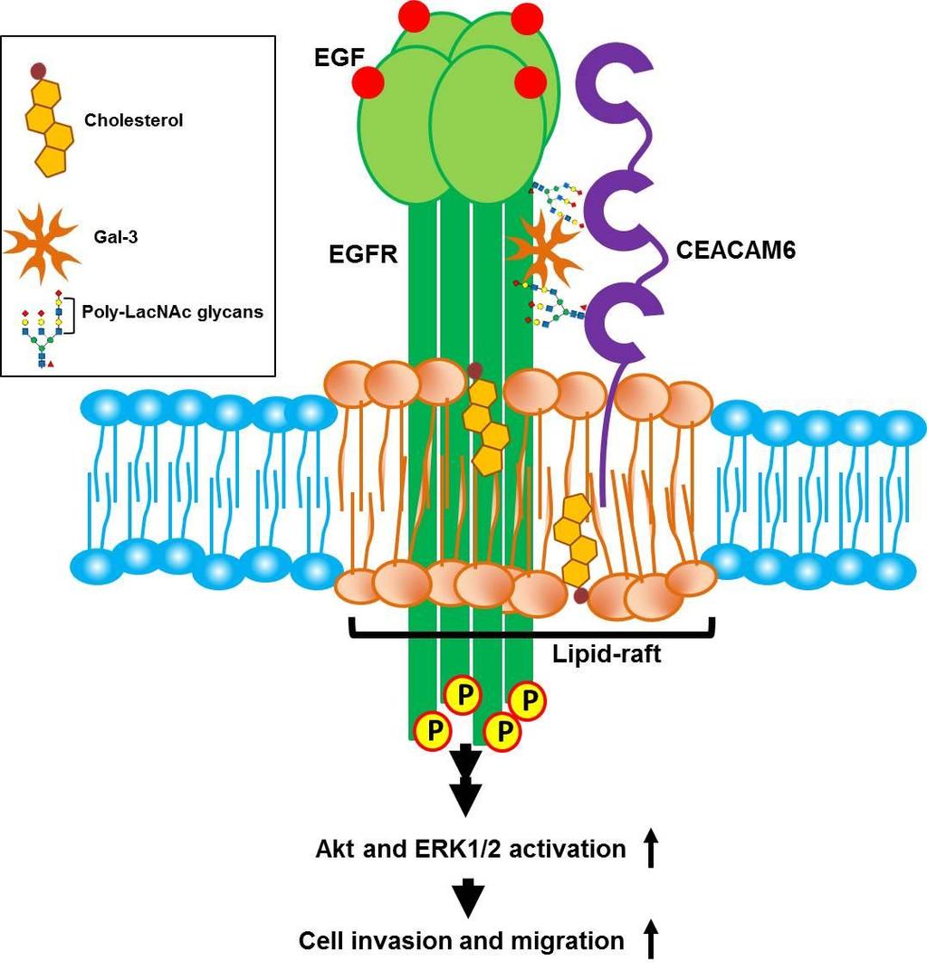 Figure S11. A proposed model depicting the role of glycosylated CEACAM6 in OSCC. Both EGFR and CEACAM6 are decorated with ranching poly-lacnac which can e recognized y galectin-3 (Gal-3).