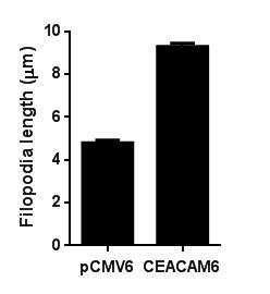 pcmv6 OC-2 CEACAM6 Fironectin c Collagen Ⅰ Figure S5.