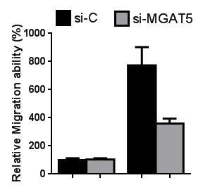 The relative expression level of MGAT5 was calculated y comparing ΔCT values of sh-mgat5 to those of sh-luc, and results are shown in folds of change. p < 0.05. c. The inding of L-PHA with pcmv6 and C-12 cells was analyzed using flow cytometry as descried in "Materials and methods".