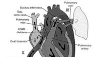 cerebral circ Aortic isthmus connects the two separate vascular beds Fetal Shunts Equalize Pressure RAp = LAp due to FO RVp = LVp due to DA Unlike postnatal life unless a large communication persists