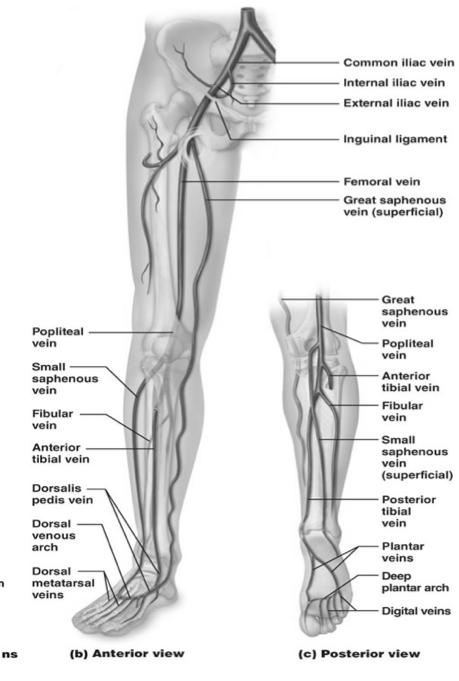 8/16/18 Venous Anatomy Deep veins include the Superficial veins include