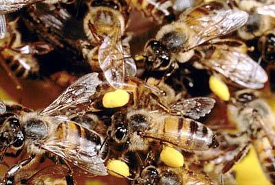 The Capensis Problem Today Effect increased by commercial beekeeping; large colonies; migration; pollination stress; extra manipulation but all of that is