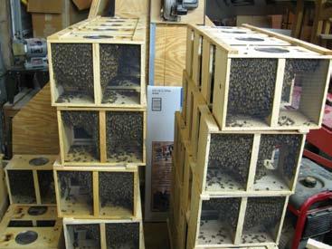 Cape Bees a Threat in Africa A commercial beekeeping problem; some small presence