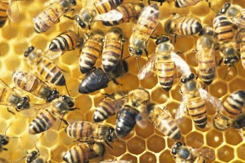 Cape Bees Diagnosis & Treatment Black bees in colonies Can be identified by dissection (ovariole numbers); or genetic analysis But best method is to make colonies hopelessly queenless and see if they