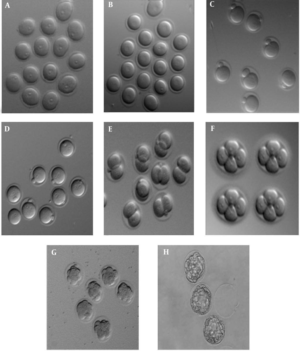 68%, P <.5). The percentages of embryos, 2-cell, 4-cell, 8-cell and blastocyst in the control group were 82.4, 71.4, 67.5, and 37, respectively and in vitrified group they were 68, 61.8, 52.4, and 27.