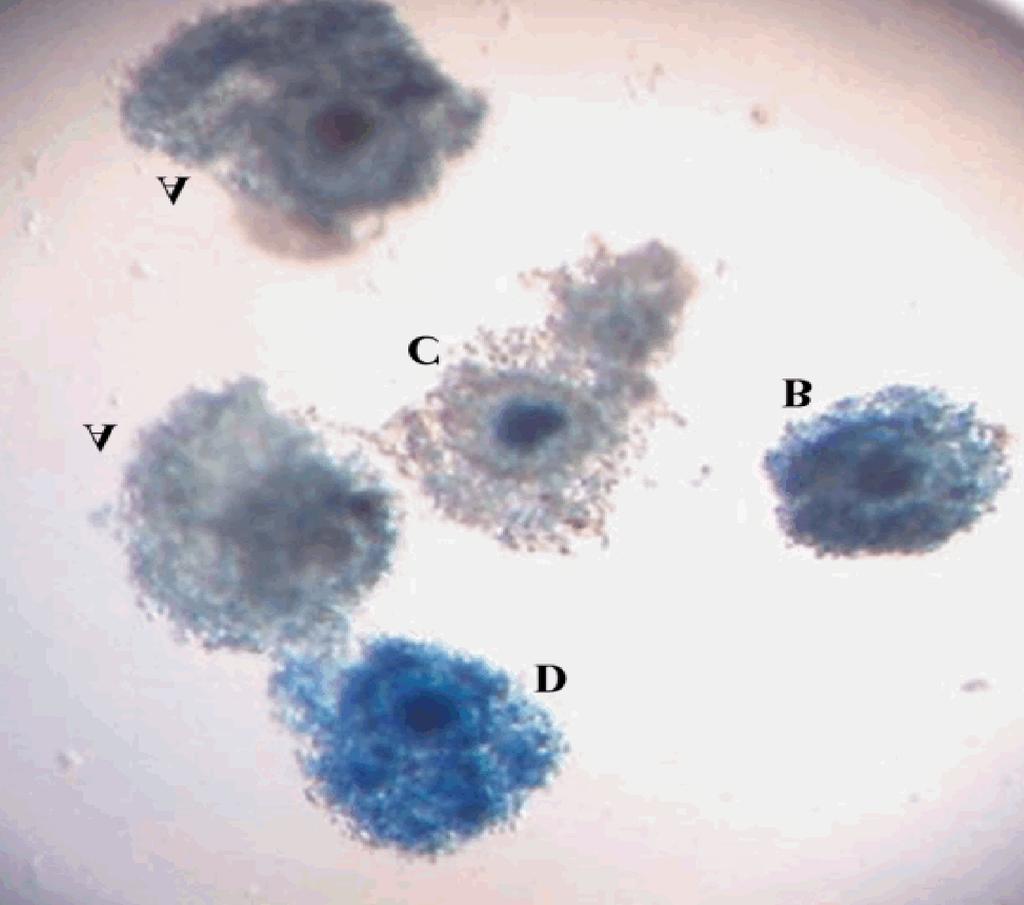 Fig. 2: Morphological evaluation of in-vitro matured vitrified buffalo oocytes stained by trypan blue.