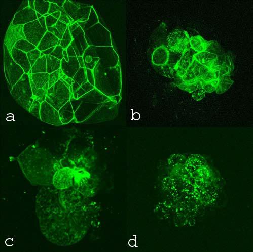 Pig Blastocyst Osmotic Tolerance Limits Figure 2. Blastocysts with a. Intact actin filaments; b.