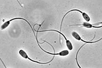 Cells: Spermatozoa