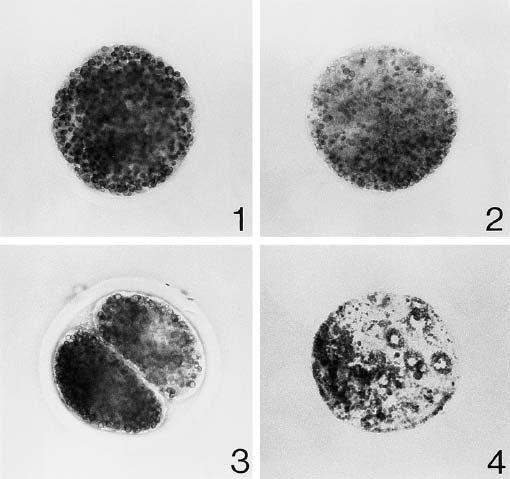 Intracellular Lipid (1) Immature oocyte (2) Oocyte after 44 hrs maturation (3) 2 Cell embryo (4)