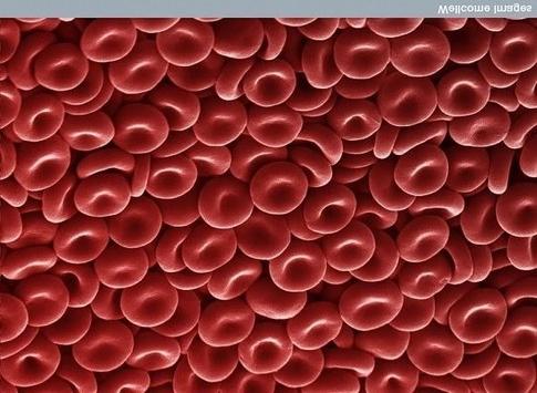 Lesson 4: Your Blood and What It Does Red blood cells: -make up about 99% of all