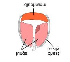 diaphragm -large muscle between lungs and stomach -when you inhale, the diaphragm contracts and moves down.