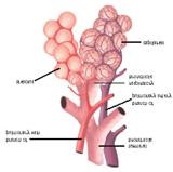 alveoli -tiny sacs at