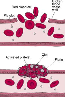 C.) Platelets Platelets are the essential parts of blood clotting A clot plugs up a torn or cut vessel Two proteins thrombin and
