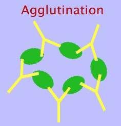 When an antigen and antibody come into contact they agglutinate or clump together Usually antigens are found on