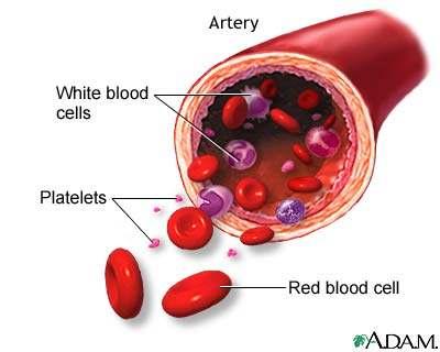 2.) Formed elements the blood There are three main types of formed