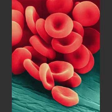 A.) Red Blood Cells Look like circles with an area caved in on each side and the mature RBC's do not have a nucleus!