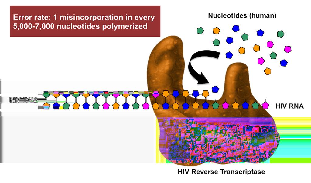 Figures Figure 1 High Error Rate with HIV Reverse Transcription