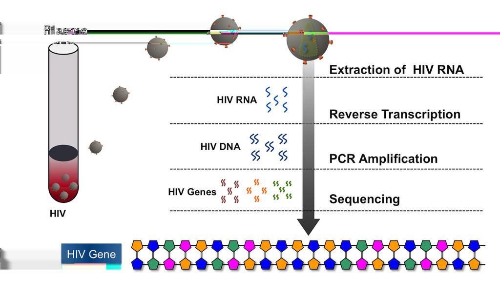 Figure 9 (Image Series) - Conventional HIV Drug Resistance Genotypic Assay Image 9B: Steps for Isolating and Sequencing HIV DNA for Genotype The HIV is first isolated from the plasma sample, then