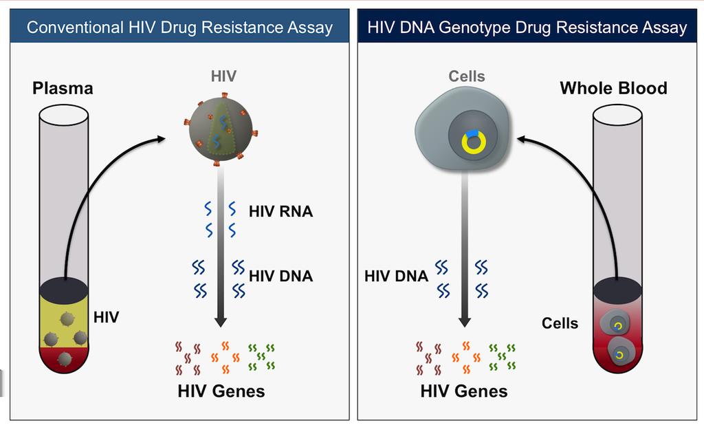 Figure 11 HIV DNA Genotypic Drug Resistance Assay In contrast to a conventional HIV drug resistance assay, which is performed on a patient plasma sample and typically requires HIV RNA levels of at