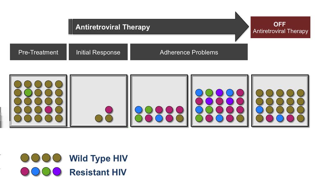 Figure 13 Reemergence of Wild Type HIV After Stopping Antiretroviral Therapy In situations where HIV drug resistance has developed while an individual is taking antiretroviral therapy, the
