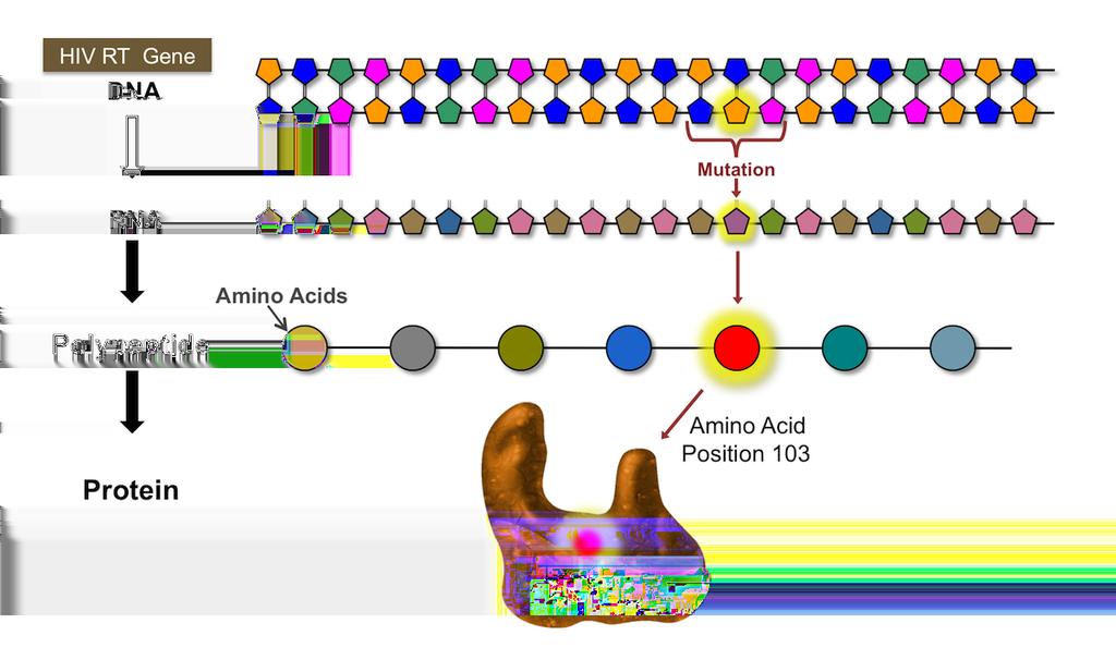 Figure 14 HIV DNA Mutations Resulting in Amino Acid Changes Mutations in the DNA sequence are analyzed