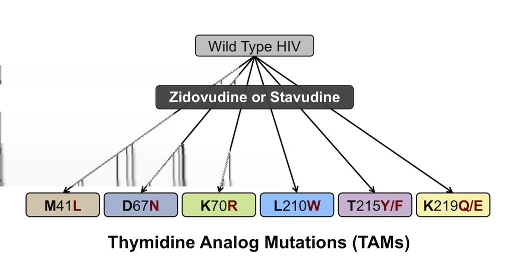 Figure 21 Thymidine Analog Mutations (TAMs) The thymidine analog mutations arise in the setting of inadequate virologic suppression with an antiretroviral therapy regimen that contains