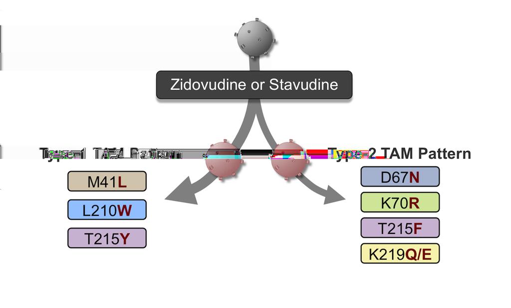 Figure 22 Thymidine Analog Mutation (TAM) Resistance Pathway Source: Shafer RW, Schapiro JM.