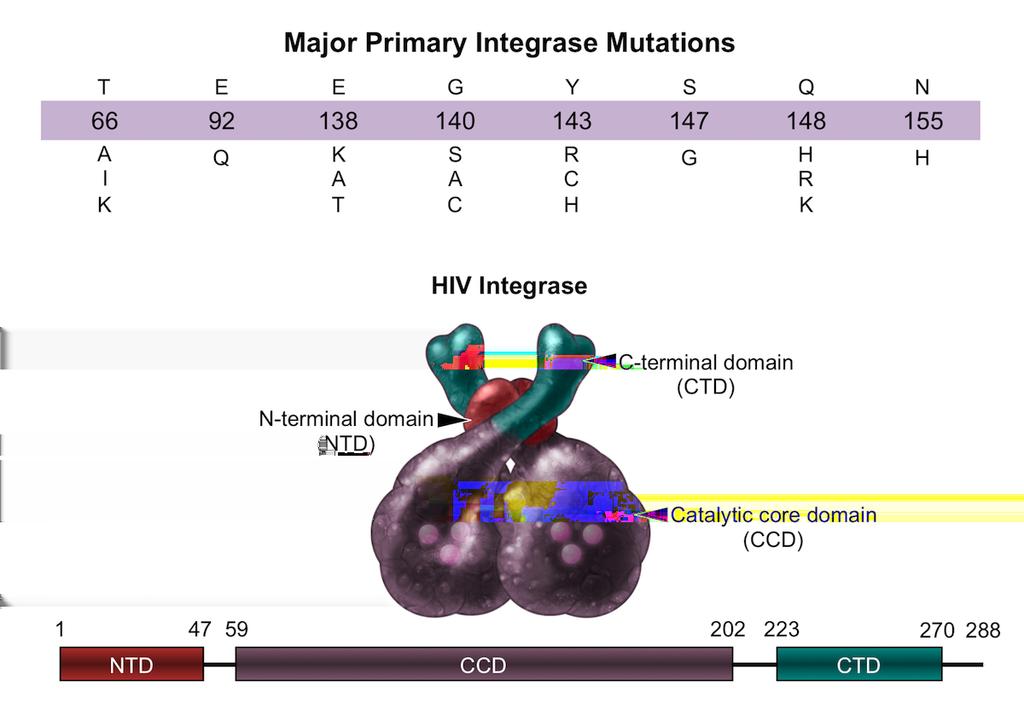 Figure 26 Major Primary Integrase Resistance Mutations HIV integrase enzyme is a 288-amino acid enzyme comprised of three structural domains: Cterminal domain, N-terminal domain, and the catalytic