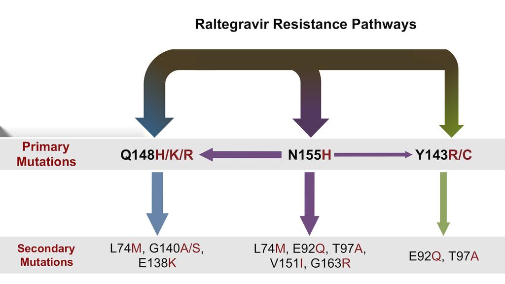 Figure 27 Raltegravir Resistance Pathways Drug resistance to raltegravir occurs most often in one of three pathways: Q148, N155, and Y143.