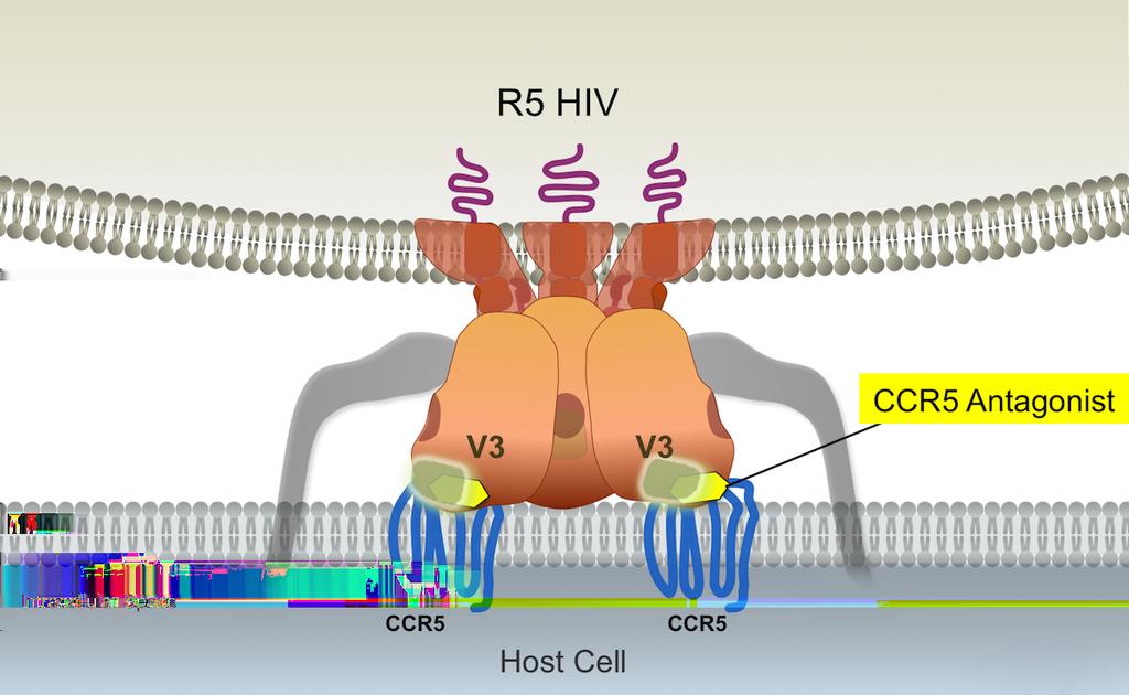 Figure 33 Resistance to CCR5 Antagonist: Binding to CCR5 in Presence of Maraviroc Resistance to maraviroc can occur when R5-tropic HIV-1 develops mutations that facilitate the gp120-ccr5 coreceptor