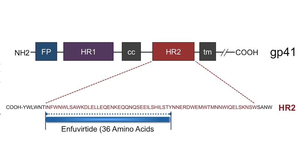 Figure 34 Enfuvirtide The antiretroviral medication enfuvirtide is a synthetic 36-amino-acid peptide that mimics a segment of the HR2 region of HIV-1 gp41.