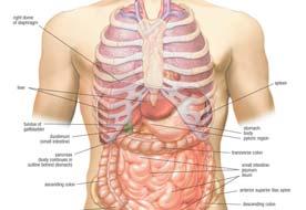 jpg Abdomen and Its Contents Contains all of the structures between the chest and the pelvis Separated from the chest by the diaphragm