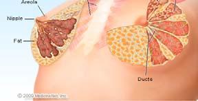 Breast, Skin, and Soft Tissue Defining each: Breast: Mammary gland Skin: Body s outer covering Soft Tissue: Tissues