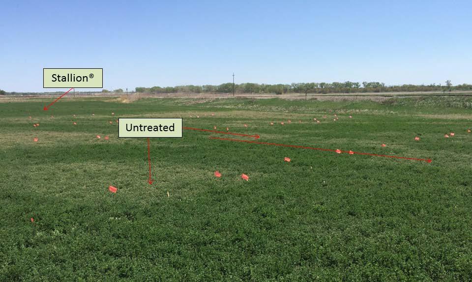 This photo shows KSU chemical efficacy trials with many different products being tested, and the obvious untreated plots plus the border around the plots.