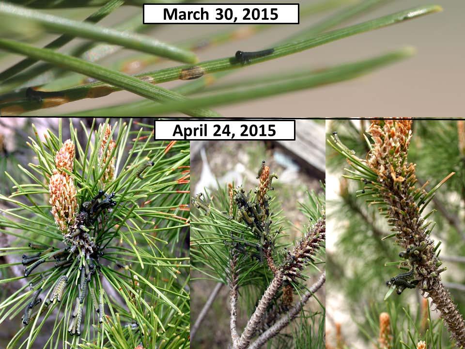 European pine sawflies require a different approach because it is impractical to prune out each infested terminal. Fortunately, EPS are highly susceptible to insecticides.