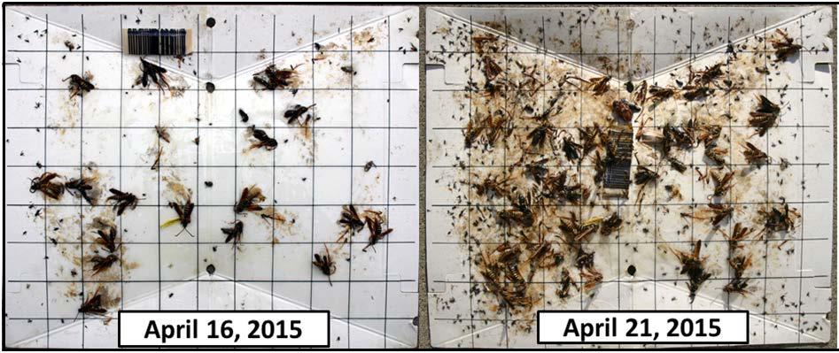 Ash/Lilac Borers (ALB) In last week s edition of the Kansas Insect Newsletter, Dr.