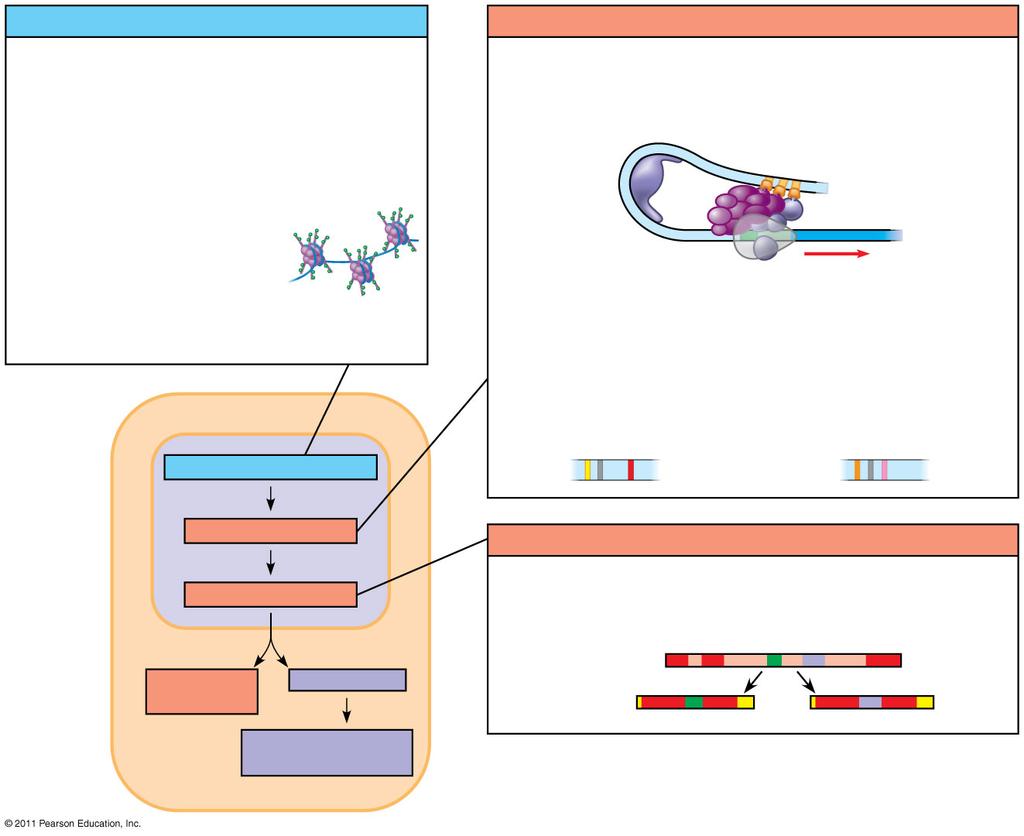 Figure 18.UN04a Chromatin modification Genes in highly compacted chromatin are generally not transcribed. Histone acetylation seems to loosen chromatin structure, enhancing transcription.