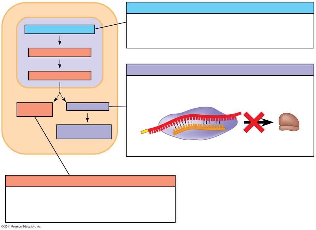 Figure 18.UN05 Chromatin modification Chromatin modification Small or large noncoding RNAs can promote the formation of heterochromatin in certain regions, blocking transcription.