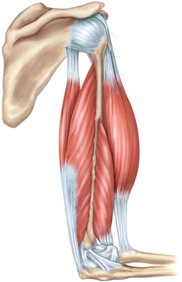 Muscle Actions Across Elbow Prime mover brachialis Origins Scapula Extensors: Triceps brachii Long head Lateral head Insertion Origins Humerus Bellies Flexors: