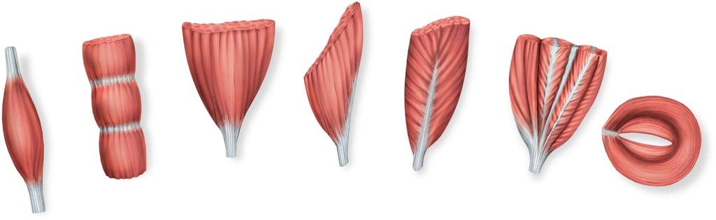 Fascicle Orientation of Muscles Copyright The McGraw-Hill Companies, Inc. Permission required for reproduction or display.
