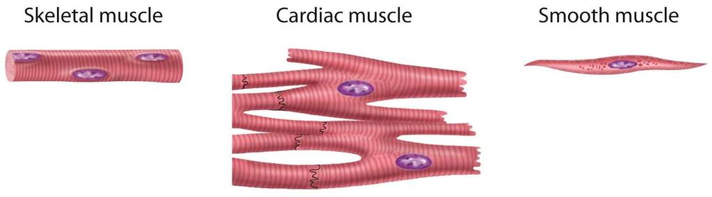 How to Identify the Three Different Types of Muscle Striated Voluntary Somatic NS Striated