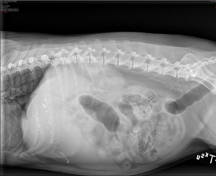 Signalment: Gidget, 12 year old, female spayed, Scottish Terrier, 10.7 kg Presenting Complaint: Gidget presented after having elevated liver enzymes, patchy alopecia and PU/PD.