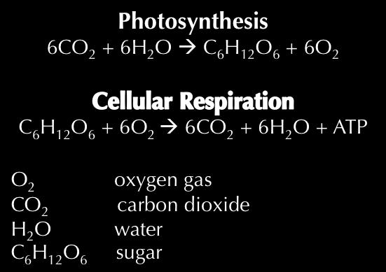 Activity Background Photosynthesis is the process by which plants and other organisms convert light energy from the Sun or other light source into useable, chemical energy stored in a molecule called