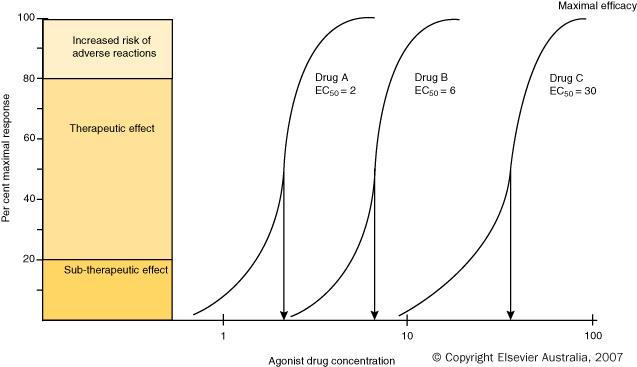 Drug Potency (EC 50 ) o EC 50 reflects the affinity between the drug and the receptor (measure of drug potency).